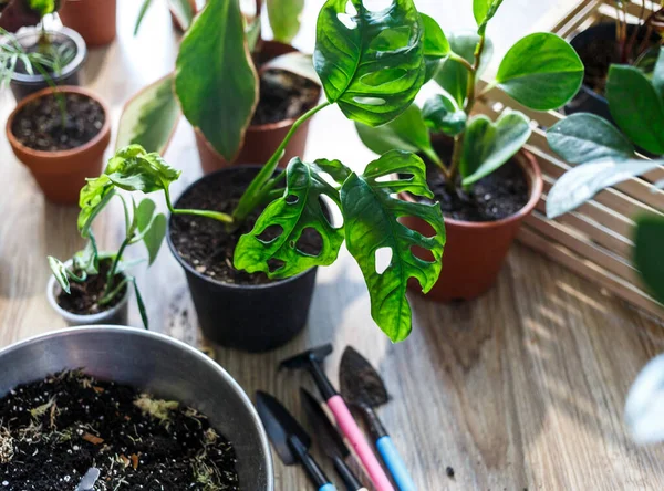 Green Seedlings Pots Potting Plants Home Indoor Garden House Plants — Stock Photo, Image