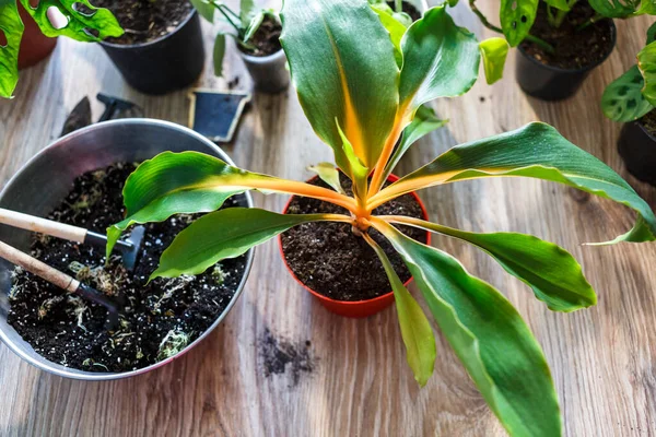 Green Seedlings Pots Potting Plants Home Indoor Garden House Plants — Stock Photo, Image