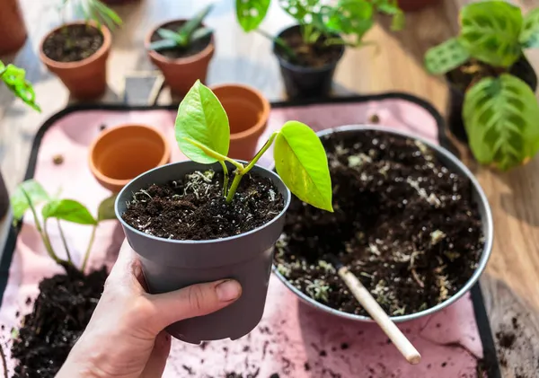 Woman Hand Holds Green Seedlings Pots Potting Plants Home Indoor — Stock Photo, Image