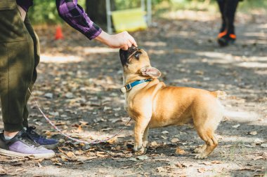 Parktaki buldog köpek resmi. Komik, sevimli gülümseyen bulldog yürüyor, antrenman yapıyor. Sahibi bir köpeğe emir vermeyi öğretir. Otur, kal, bana gel..