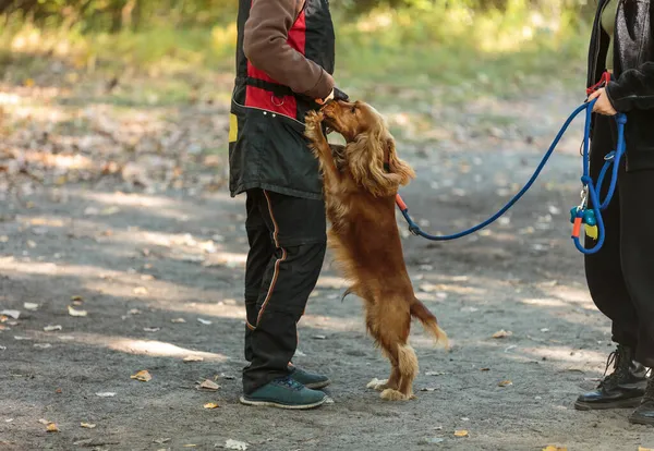 Una Donna Che Cammina Con Cane Rosso Spaniel Nel Parco — Foto Stock