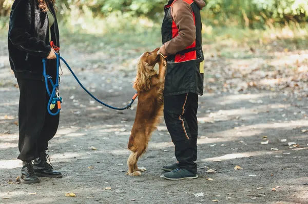 Kvinna Går Med Röd Spanielhund Parken Engelsk Spaniel Valp Utbildning — Stockfoto