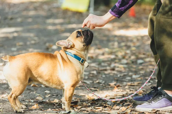 Fransk Bulldogg Valp Porträtt Parken Rolig Söt Leende Bulldog Promenader — Stockfoto