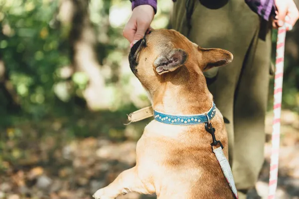 Ritratto Cucciolo Bulldog Francese Nel Parco Buffo Carino Sorridente Bulldog — Foto Stock