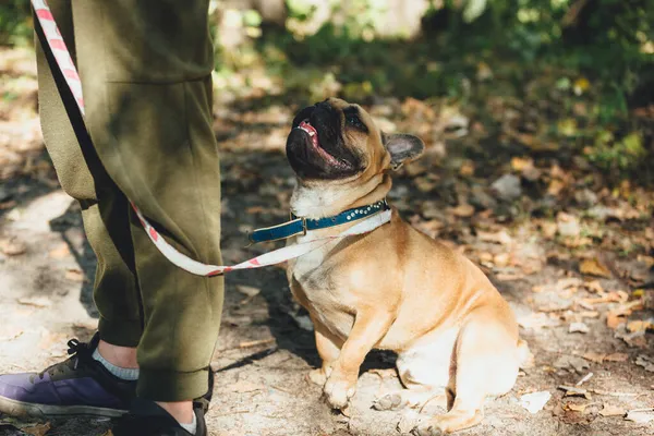 Fransk Bulldogg Valp Porträtt Parken Rolig Söt Leende Bulldog Promenader — Stockfoto