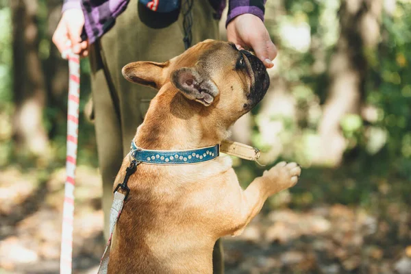 Fransk Bulldogg Valp Porträtt Parken Rolig Söt Leende Bulldog Promenader — Stockfoto