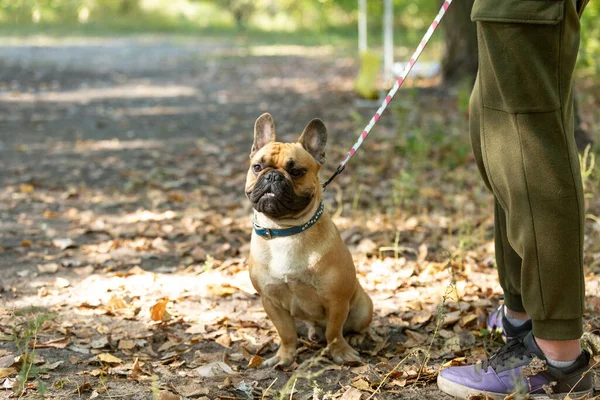 Parktaki Buldog Köpek Resmi Komik Sevimli Gülümseyen Buldog — Stok fotoğraf