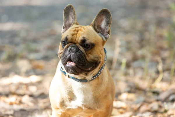 Ritratto Cucciolo Bulldog Francese Nel Parco Divertente Carino Bulldog Sorridente — Foto Stock