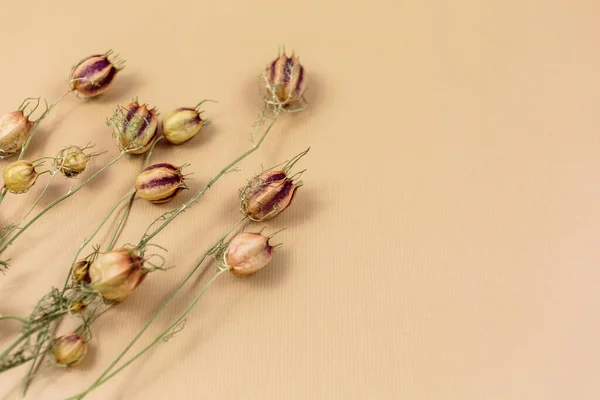 dry flower on a beige background. flat lay, top view, copy space