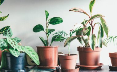 Evdeki raflardaki saksılarda farklı çiçekler. İç dekorasyon, bahçe işleri.