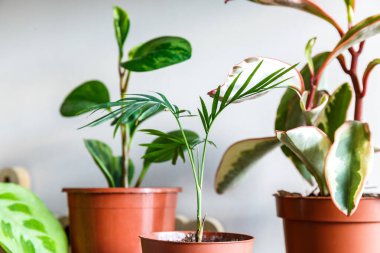 Evdeki raflardaki saksılarda farklı çiçekler. İç dekorasyon, bahçe işleri.