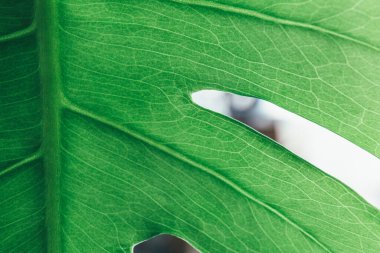 Yeşil yaprakları kapatın. Tenceresinde noktalar olan sulu bir bitki. Yaklaş, makro çekim. Kapalı alanda bahçe işleri.