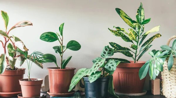 Evdeki raflardaki saksılarda farklı çiçekler. İç dekorasyon, bahçe işleri.