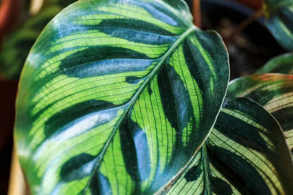 Close Green Leaf Macro Shot Texture Maranta Calathea Leaf Indoor — Stock Photo, Image