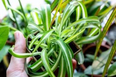 Yeşil yaprakları kapatın. Tencereye çizgili bitkiler, güneş ışığı altında. Yaklaş, makro çekim. Kapalı alanda bahçe işleri.