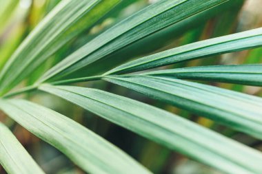 Yeşil yaprakları kapatın. Palmiye ağacının yeşil yaprağına su damlıyor. Yaklaş, makro çekim. Büyük yapraklar. 
