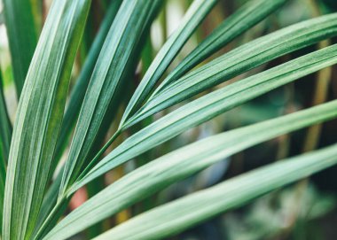 Yeşil yaprakları kapatın. Tenceresinde noktalar olan sulu bir bitki. Yaklaş, makro çekim. Kapalı alanda bahçe işleri.