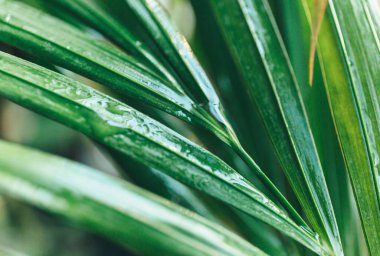 Yeşil yaprakları kapatın. Palmiye ağacının yeşil yaprağına su damlıyor. Yaklaş, makro çekim. Üzerinde damla olan büyük yapraklar.. 