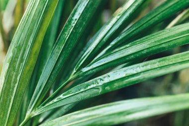 Yeşil yaprakları kapatın. Palmiye ağacının yeşil yaprağına su damlıyor. Yaklaş, makro çekim. Üzerinde damla olan büyük yapraklar.. 