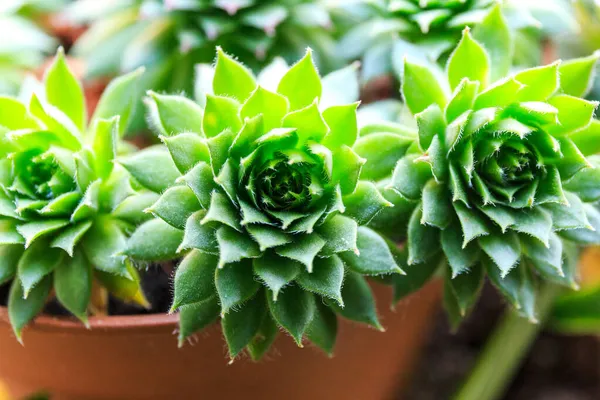 Hermosas Plantas Verdes Suculentas Cerca — Foto de Stock