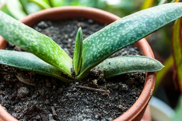 Cierre Hojas Verdes Planta Suculenta Con Puntos Maceta Primer Plano — Foto de Stock