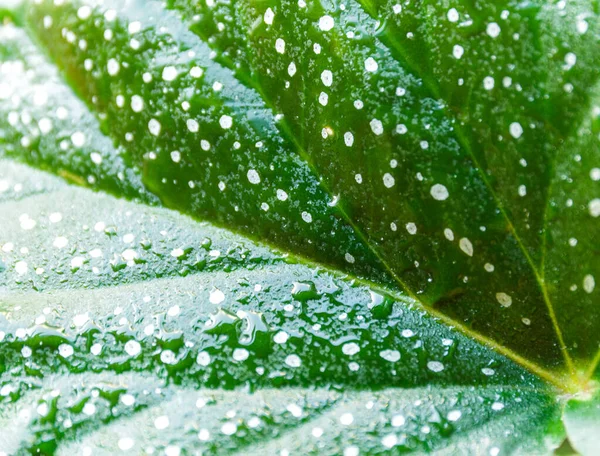 Primo Piano Foglie Verdi Pianta Succulenta Con Puntini Nel Vaso — Foto Stock