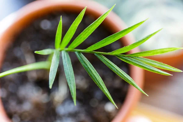 Nahaufnahme Des Grünen Blattes Makroaufnahme Textur Des Palmblattes Indoor Gartenarbeit — Stockfoto