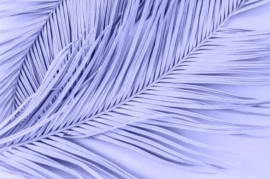Büyük palmiye yapraklarının yakın plan çekimini 2022 yılının en moda rengi olan Çok Peri renginde kapat. Flora kartı, model, üst manzara.