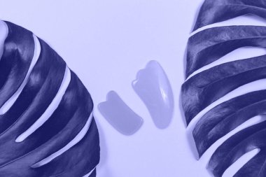 Büyük Monstera yaprakları ve yüz masajcılarının arka planının çok moda renginde, 2022 yılının renginde yakın plan fotoğrafını çek. Flora kartı, model, üst manzara.