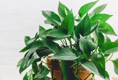 Masadaki tencerede Scindapsus bitkisi. Kapalı alanda bahçe işleri. Çiçeklerle iç içe, yakın çekim.