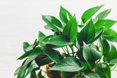 Masadaki tencerede Scindapsus bitkisi. Kapalı alanda bahçe işleri. Çiçeklerle iç içe, yakın çekim.