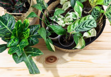 Seedlings in a pot. Different green plants in pots, shovels on the wooden table. Indoor garden, home gardening. Home interior with flowers, close up