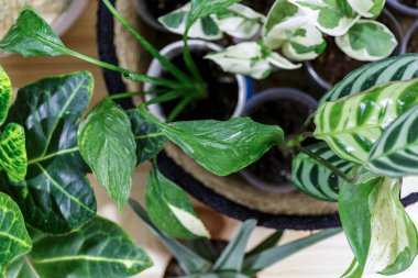 Seedlings in a pot. Different green plants in pots, shovels on the wooden table. Indoor garden, home gardening. Home interior with flowers, close up