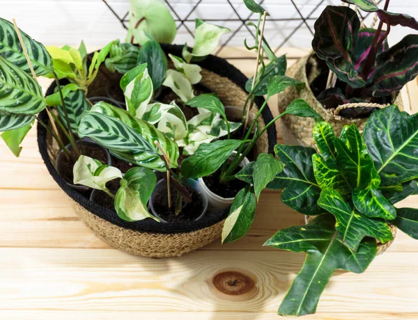Seedlings Pot Different Green Plants Pots Shovels Wooden Table Indoor — 스톡 사진