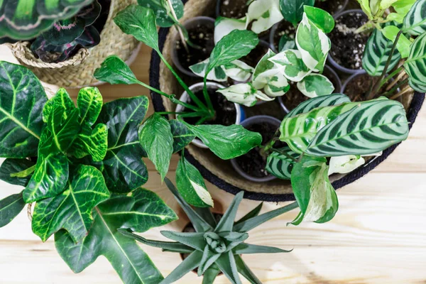 Plántulas Una Maceta Diferentes Plantas Verdes Macetas Palas Mesa Madera — Foto de Stock