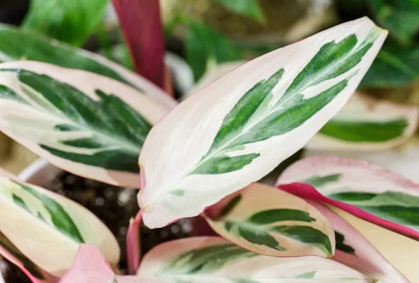 Stromanthe Planta Con Rayas Blancas Rosadas Una Olla Sobre Mesa — Foto de Stock