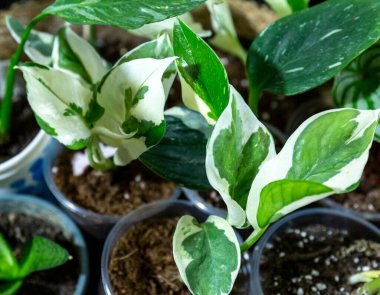 Seedlings in a pot. Different green plants in pots, shovels on the wooden table. Indoor garden, home gardening. Home interior with flowers, close up