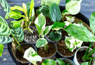 Seedlings in a pot. Different green plants in pots, shovels on the wooden table. Indoor garden, home gardening. Home interior with flowers, close up