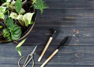 Seedlings in a pot. Different green plants in pots, shovels on the wooden table. Indoor garden, home gardening. Home interior with flowers, close up