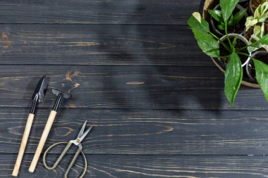 Seedlings in a pot. Different green plants in pots, shovels on the wooden table. Indoor garden, home gardening. Home interior with flowers, close up