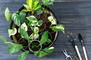 Seedlings in a pot. Different green plants in pots, shovels on the wooden table. Indoor garden, home gardening. Home interior with flowers, close up