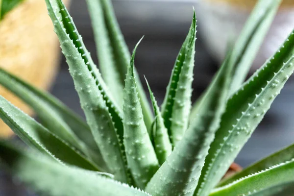 Yeşil yapraklı aloe vera bitkisi