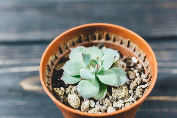 Plántulas Una Maceta Diferentes Plantas Verdes Macetas Sobre Mesa Madera — Foto de Stock