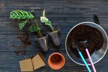 Seedlings in a pot. Different green plants in pots, shovels on the wooden table. Indoor garden, home gardening. Home interior with flowers, close up