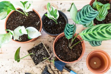 Seedlings in a pot. Different green plants in pots, shovels on the wooden table. Indoor garden, home gardening. Home interior with flowers, close up