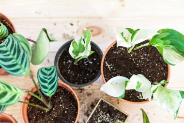 Seedlings in a pot. Different green plants in pots, shovels on the wooden table. Indoor garden, home gardening. Home interior with flowers, close up