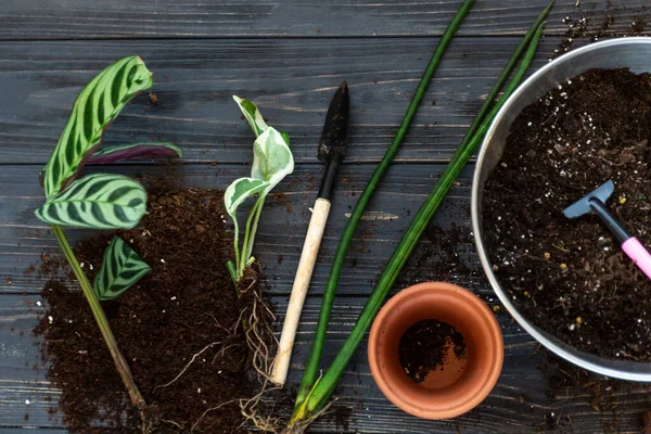 Seedlings Pot Different Green Plants Pots Shovels Wooden Table Indoor — Stock Photo, Image