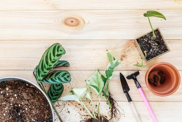 Seedlings Pot Different Green Plants Pots Shovels Wooden Table Indoor — Stock Photo, Image