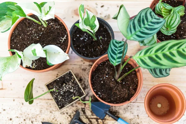 Seedlings Pot Different Green Plants Pots Shovels Wooden Table Indoor — Stock Photo, Image