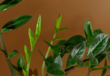 Zamioculcas zamiifolia yapraklarını kahverengi arka planda bir tencerede kapat. Kapalı alanda bahçe işleri, ev bitkileri bakımı.